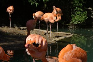 Pink Flamingos Portrait